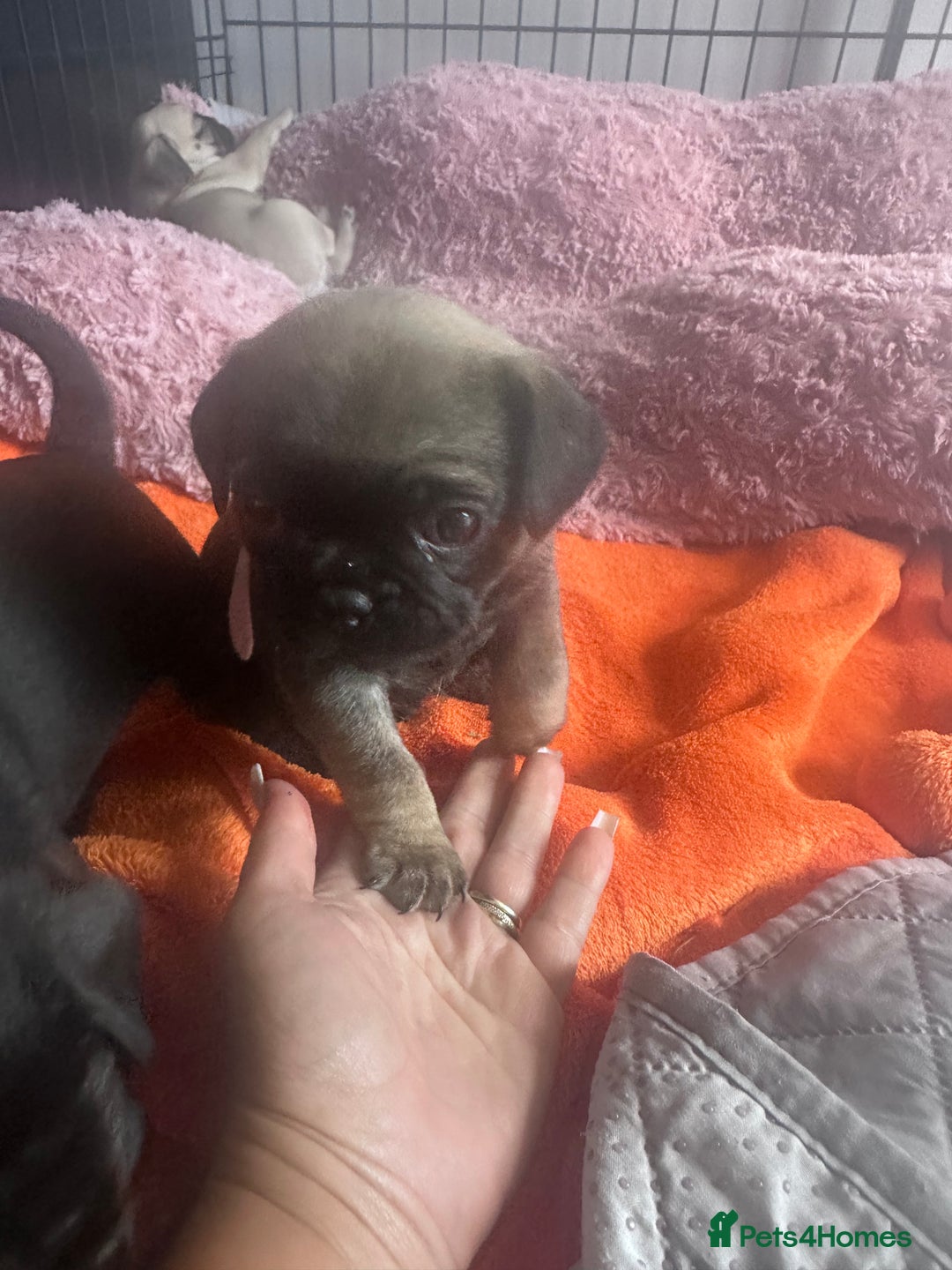Pug dogs for sale: Pug puppies for sale  - Image 7