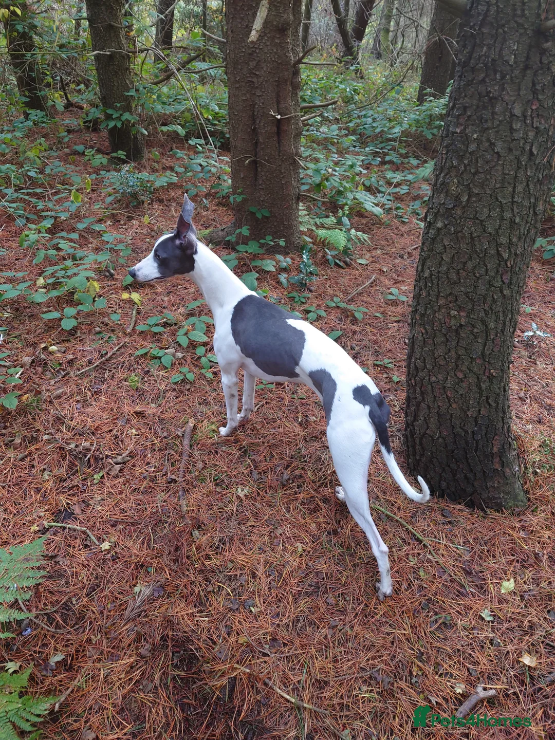 Whippet dogs for stud: Full cream kc and blue white parti kc for stud in Crook - Advert 22