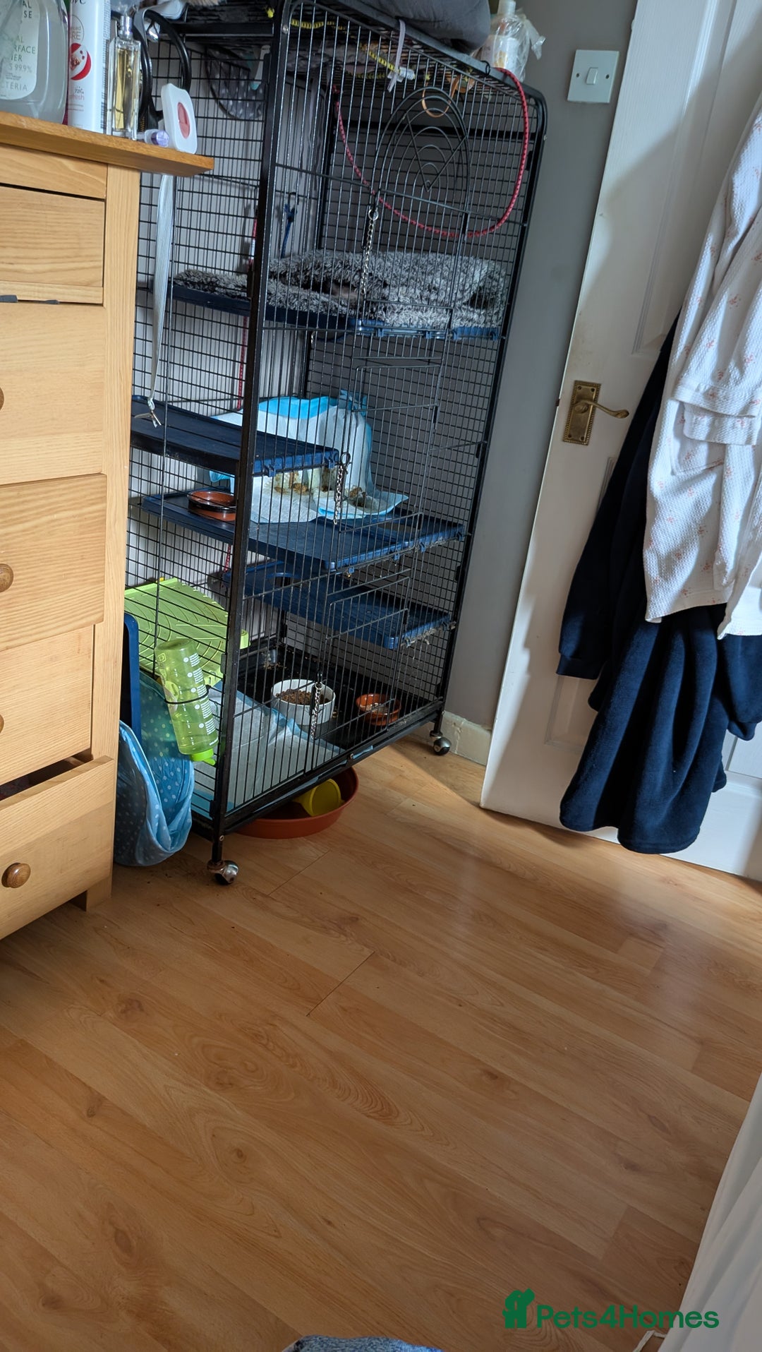 Ferret rodents for sale: 2 female ferrets with cage etc - Image 8