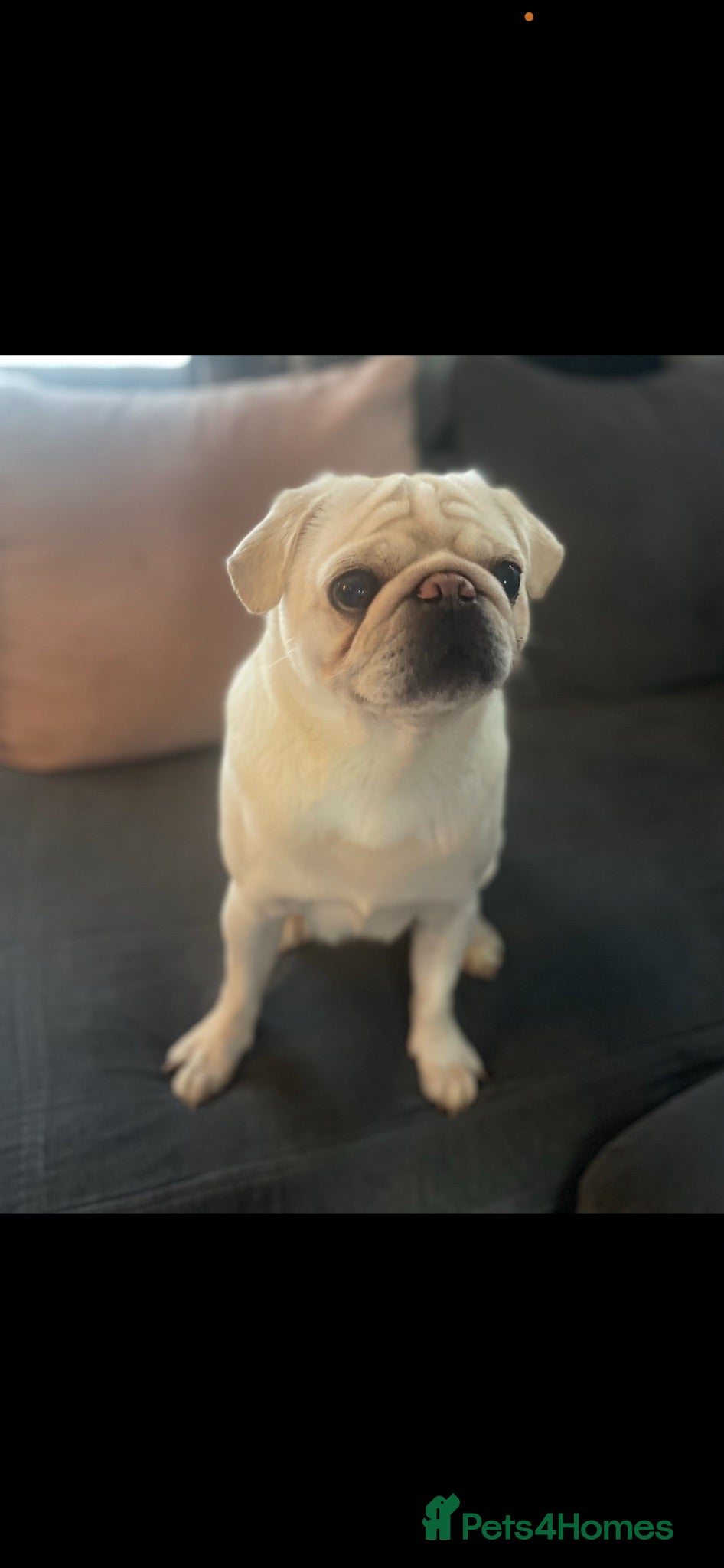 Pug dogs 6 year old pug - Advert 16