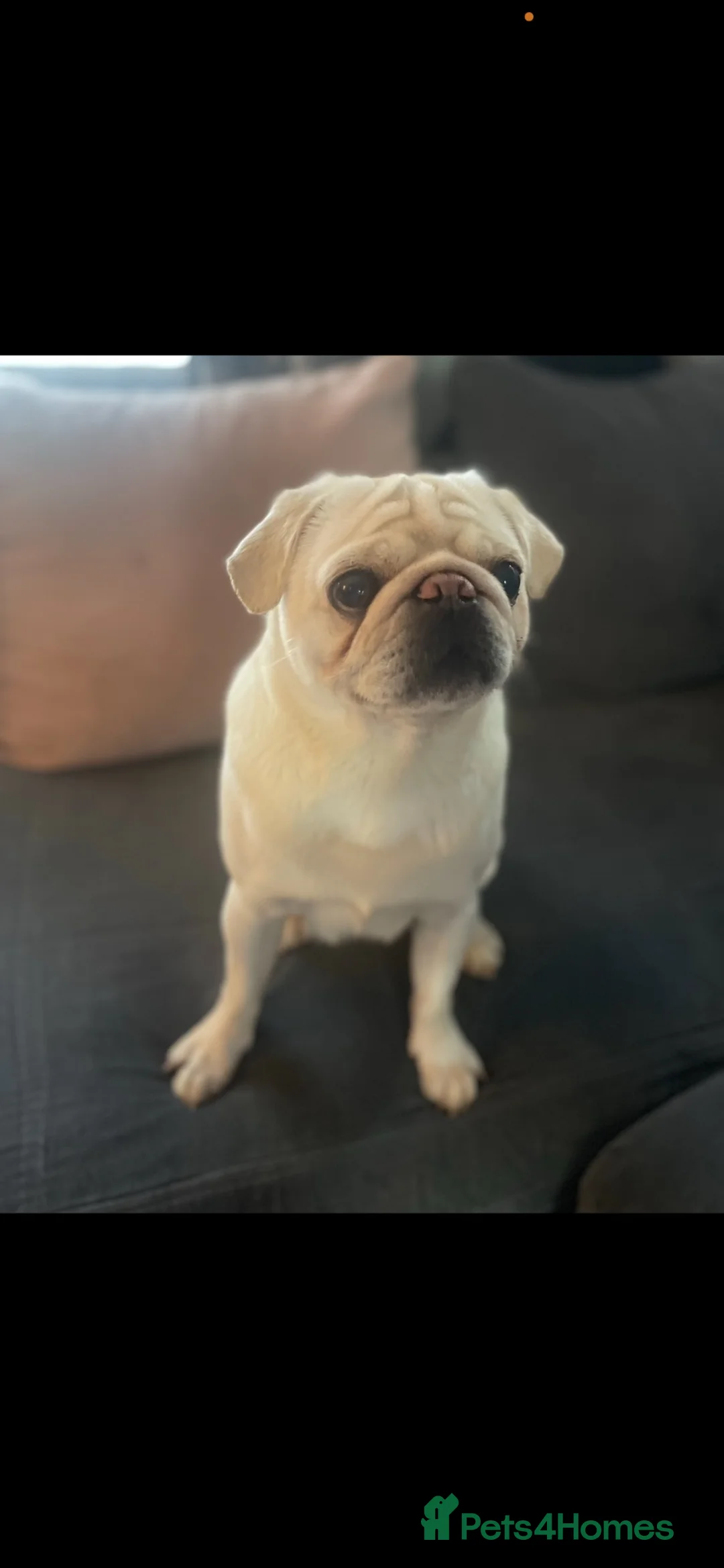 Pug dogs for sale: 6 year old pug - Advert 1