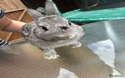 Mini Lop rabbits for sale: Rabbit - Image 3