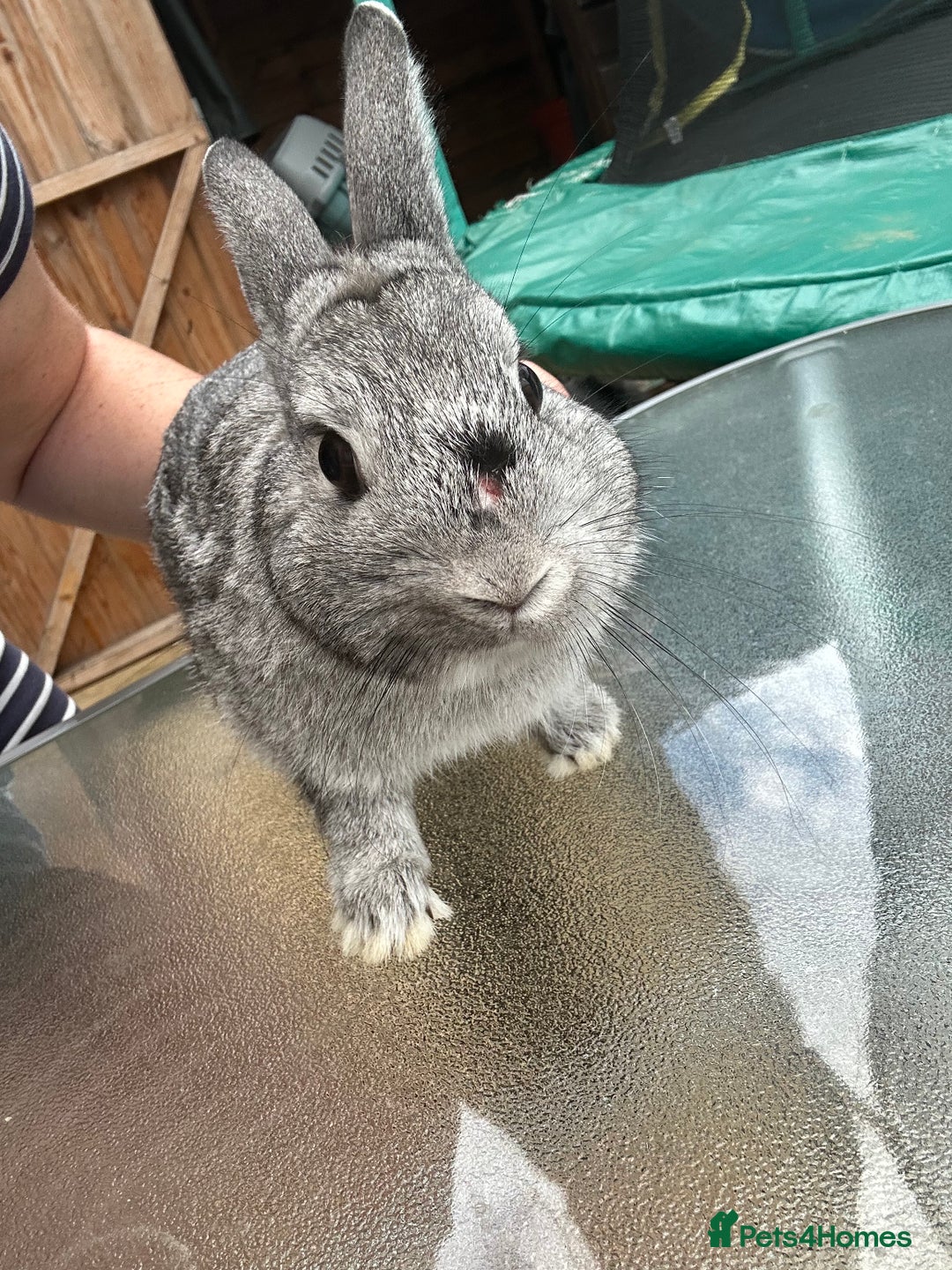 Mini Lop rabbits for sale: Rabbit - Image 3
