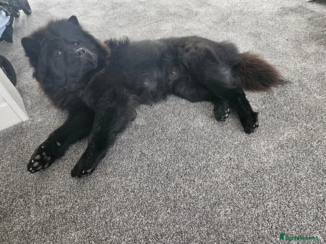 Chow Chow dogs for sale: Chow chow girl looking for her forever home  - Advert 2