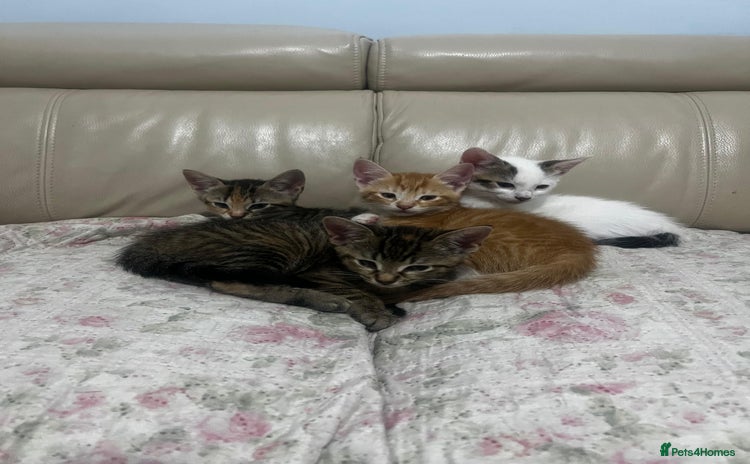 American Shorthair cats - Advert 15