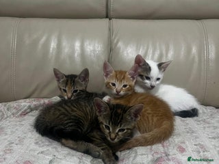American Shorthair cats - Advert 5