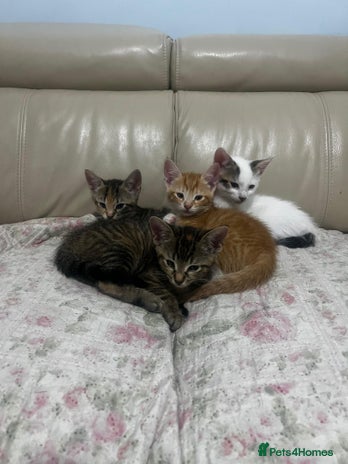 American Shorthair cats - Advert 1