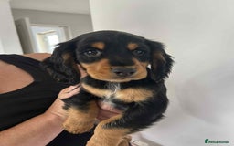 Cocker Spaniel dogs for sale: Cocker spaniels - Image 12