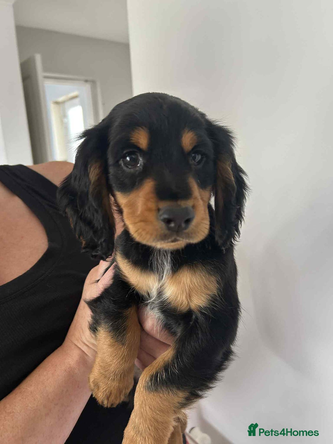 Cocker Spaniel dogs for sale: Cocker spaniels - Image 12