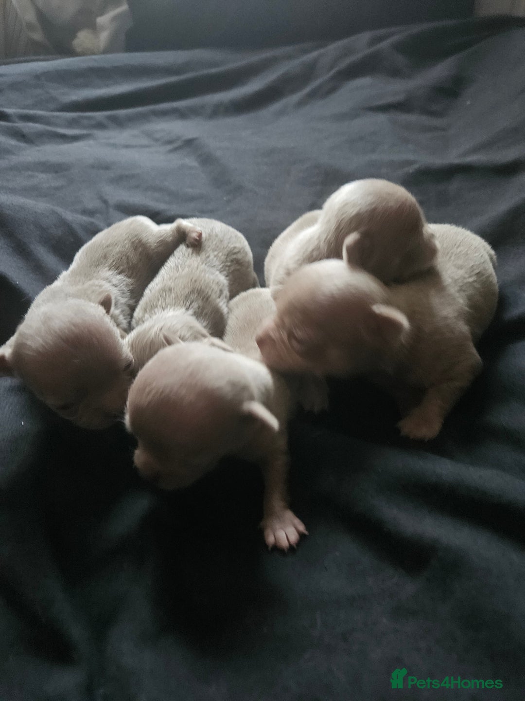 Chihuahua dogs for sale: Kc lilac small chihuahua  - Image 2