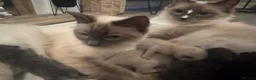 Ragdoll cats for sale: Blue ragdolls in Sheffield - Advert 8