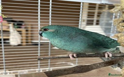 Parrots birds for sale: 2 kakariki parrots. 1 male 1 female - Image 3