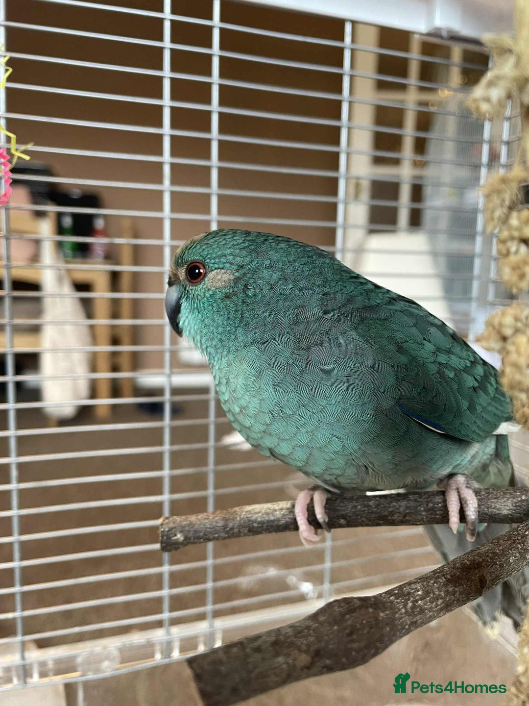 Parrots birds for sale: 2 kakariki parrots. 1 male 1 female - Image 3