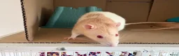 Rat rodents for sale: 2 male rats in Dunfermline - Advert 2