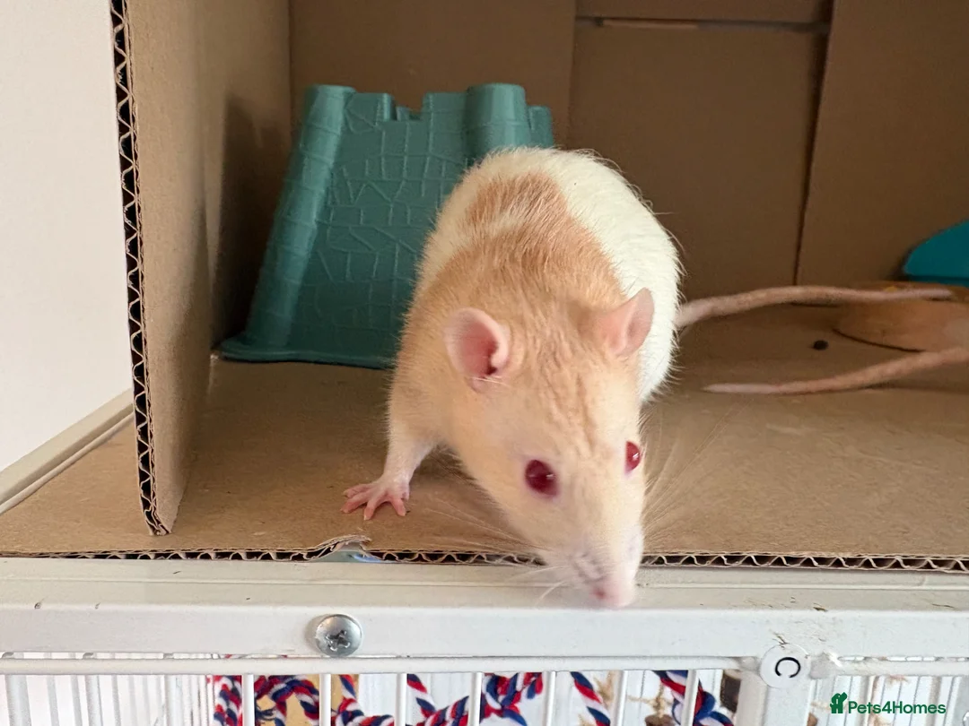 Rat rodents for sale: 2 male rats in Dunfermline - Advert 2