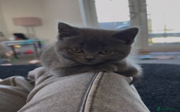 British Shorthair cats for sale: 1 male British blue shorthair kitten - Image 1