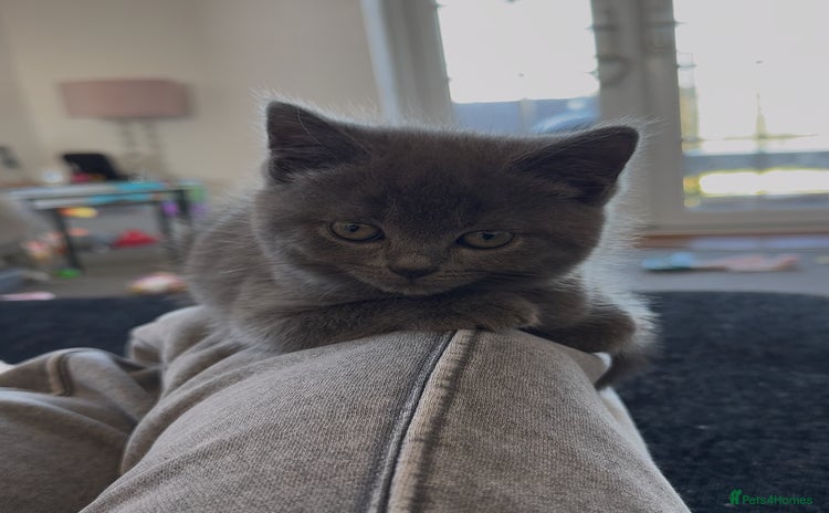 British Shorthair cats - Advert 5