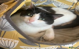 Mixed Breed cats for sale: Cara  - Image 1