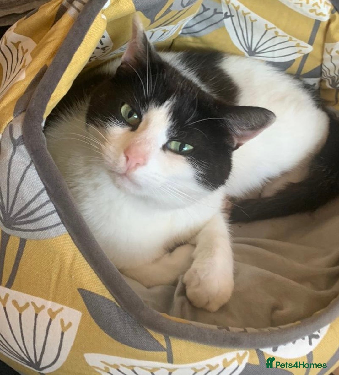 Mixed Breed cats for sale: Cara  - Image 1