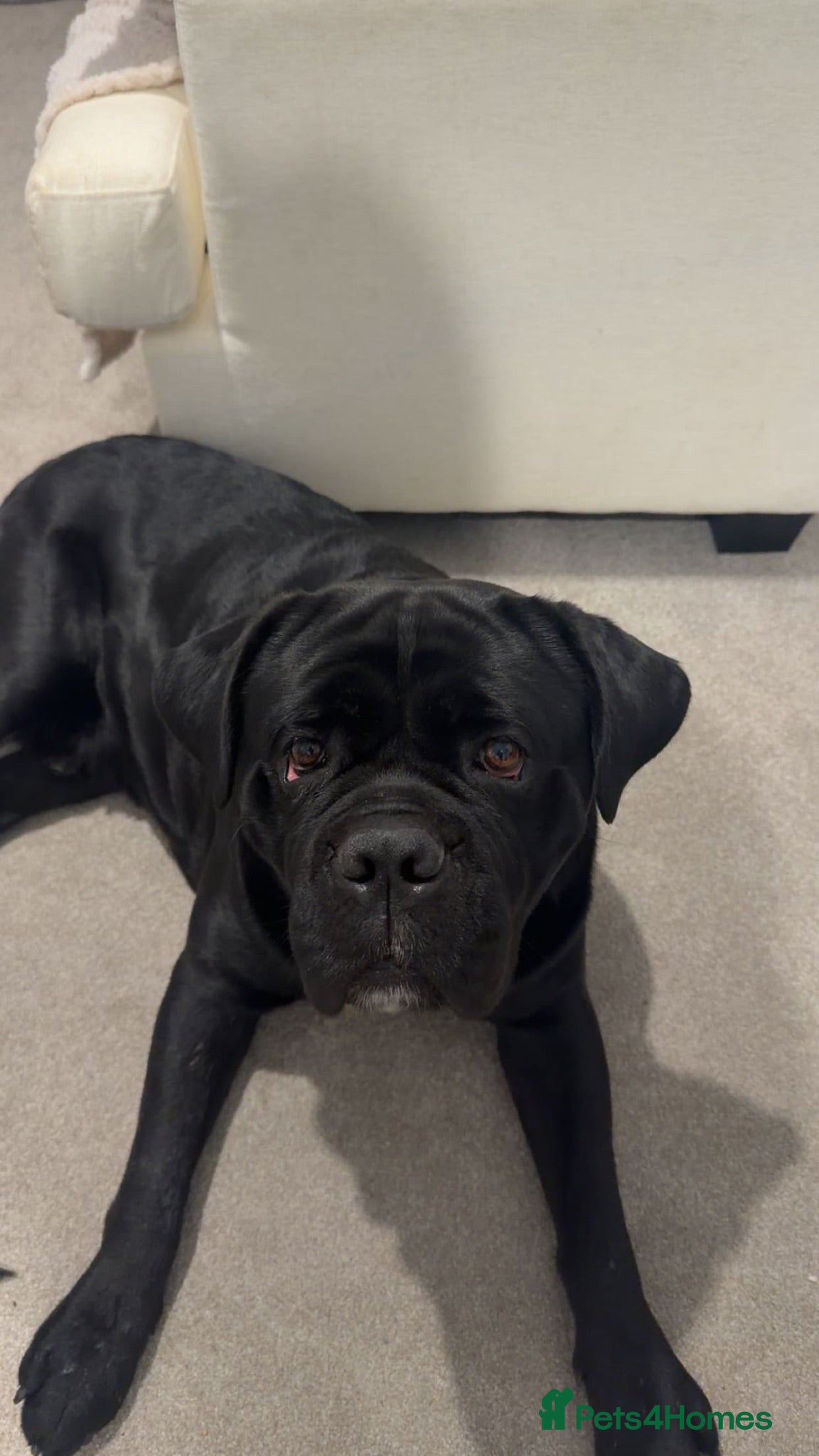 Mixed Breed dogs 5 year old male dog  - Advert 16