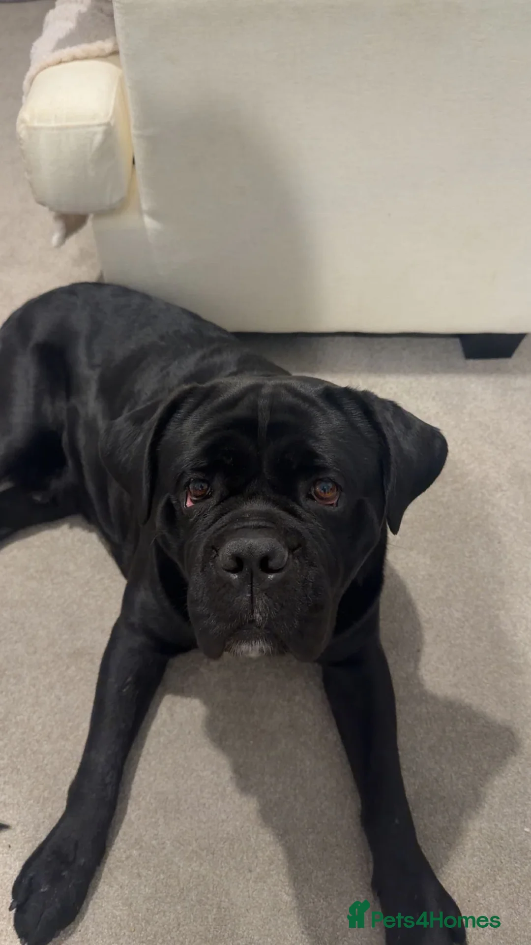 Mixed Breed dogs for sale: 5 year old male dog  in Nuneaton - Advert 1