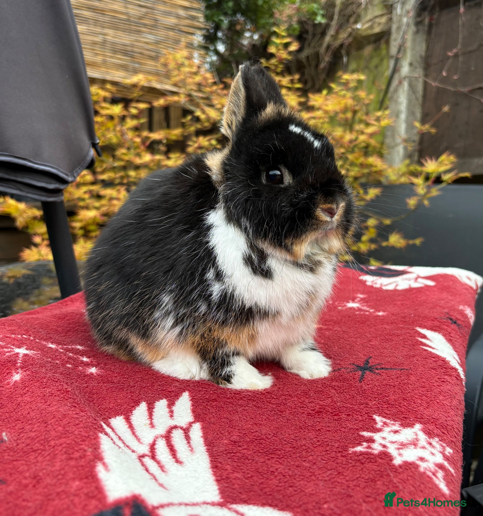 Netherland Dwarf rabbits Breeding Netherland dwarfs  - Advert 3