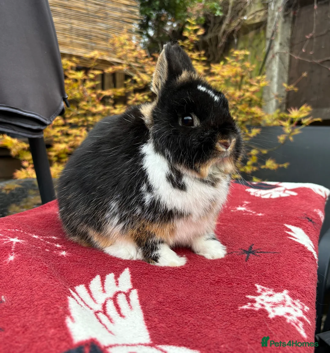 Netherland Dwarf rabbits for sale: Breeding Netherland dwarfs  - Advert 1