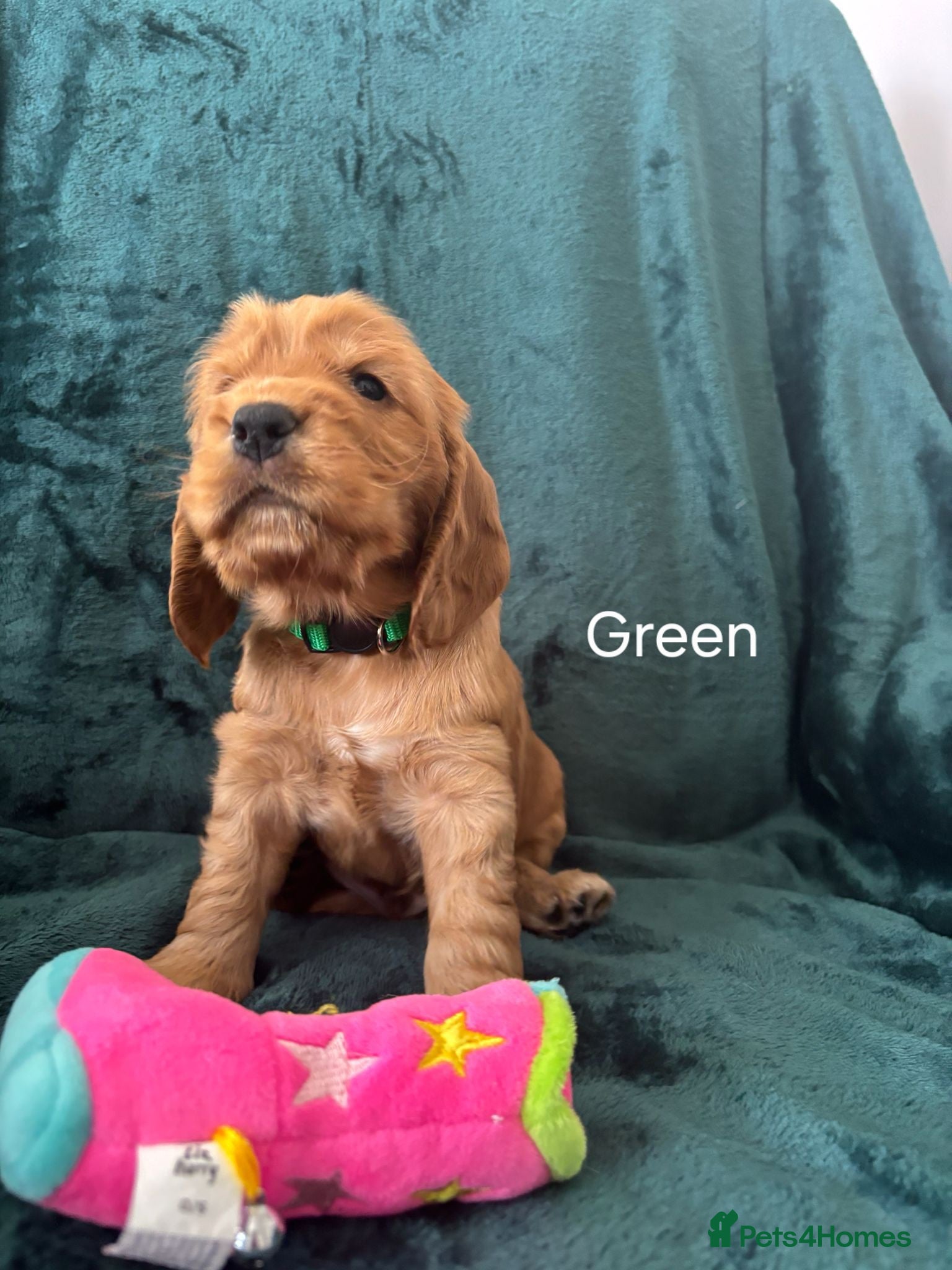 Cocker Spaniel dogs for sale: Show Cocker Spaniels Puppies in Witney - Advert 2
