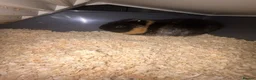 Guinea Pig rodents for sale: gunie pigs for sale in Bacup - Advert 3