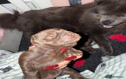 Chow Chow dogs for sale: Kc registered Pure chocolate chow chow puppies - Image 2