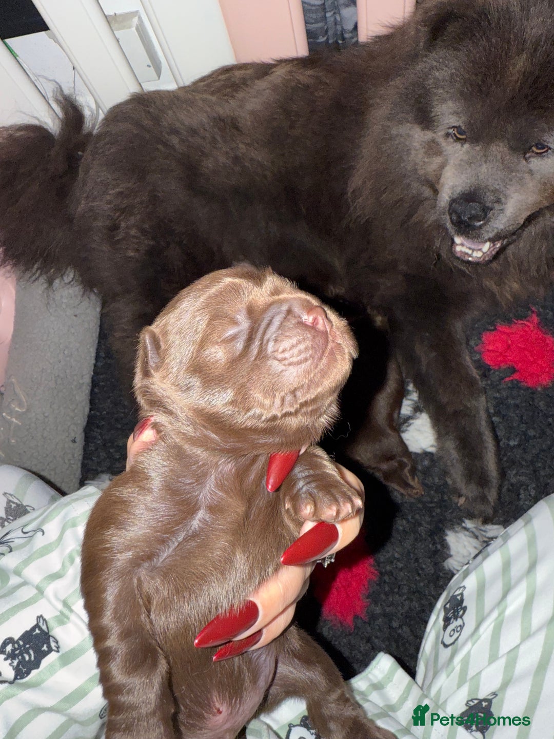 Chow Chow dogs for sale: Kc registered Pure chocolate chow chow puppies - Image 2