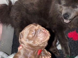 Chow Chow dogs Kc registered Pure chocolate chow chow puppies - Advert 16