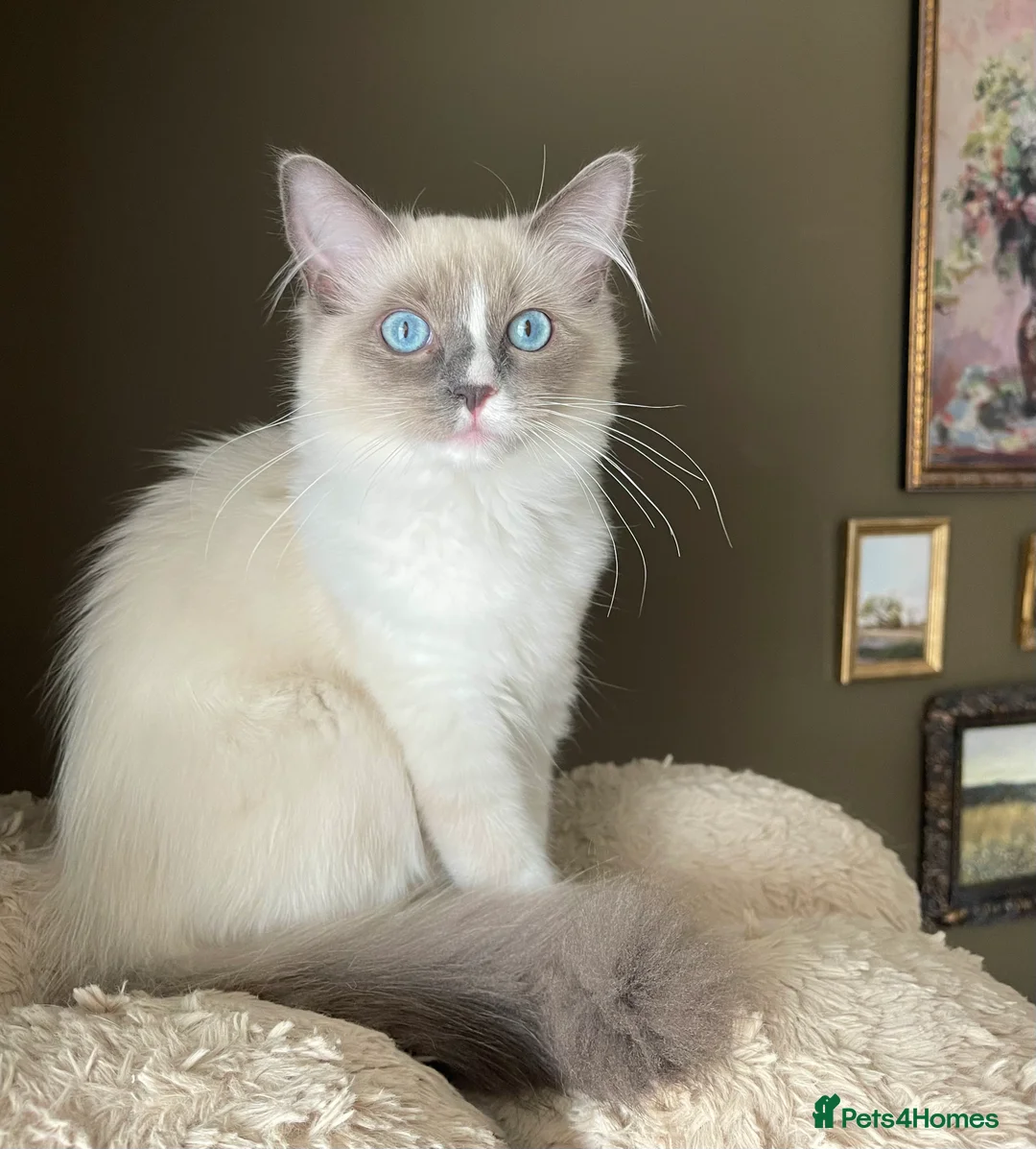 Ragdoll cats for sale: Last Girl! European Purebred Ragdoll 🍼 - Advert 2