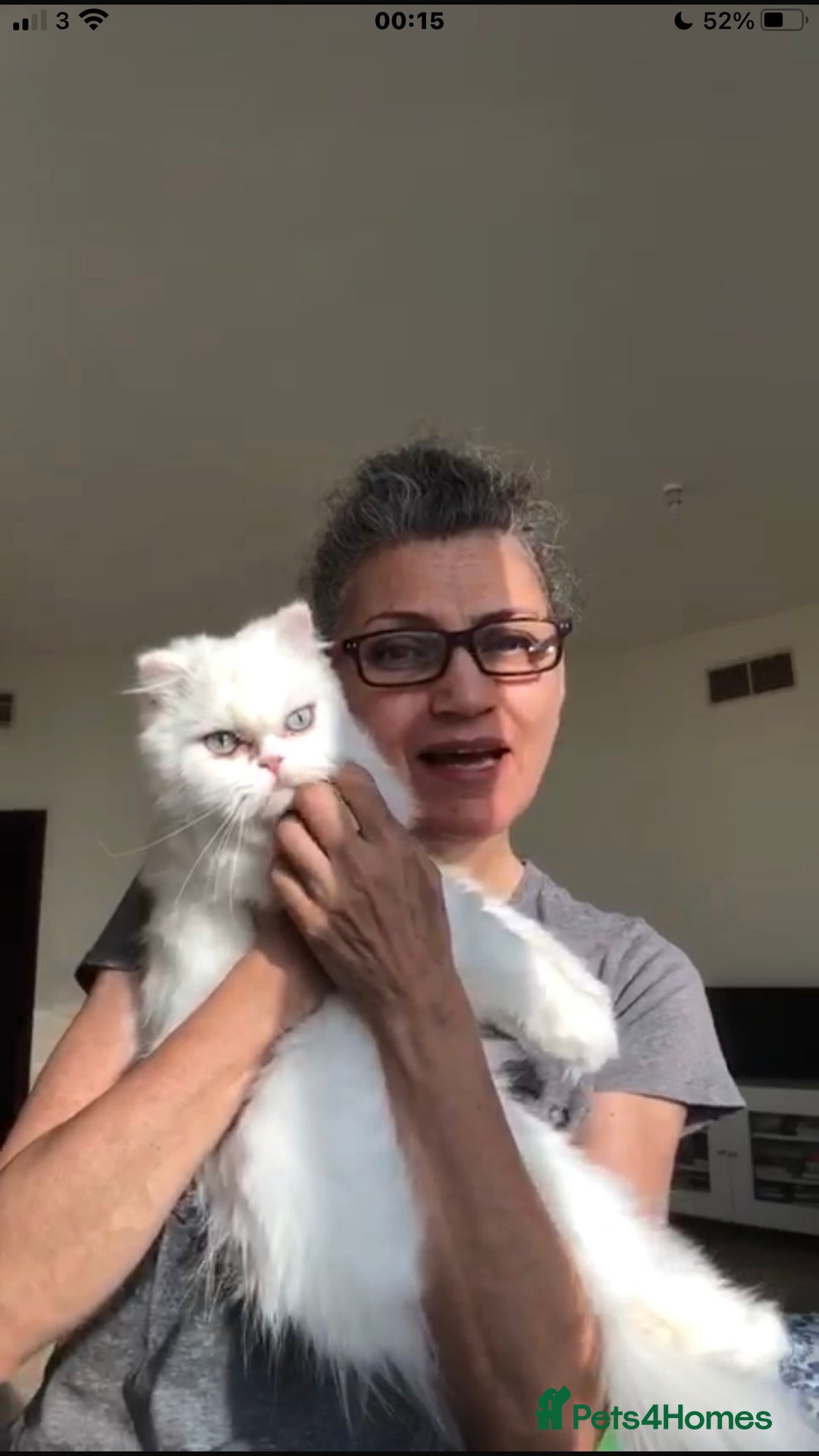 Persian cats for adoption: PRINCESS IS A CAT THAT WANT CUDDLES ALL DAY LONG ! - Image 5