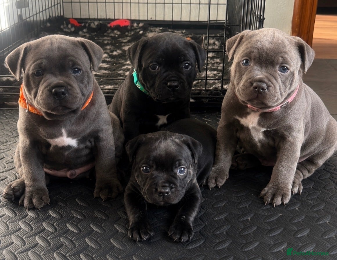 Staffordshire Bull Terrier dogs Bullscaff PIRO, pharon&bill puppies - Advert 2