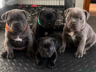 Staffordshire Bull Terrier dogs Bullscaff PIRO, pharon&bill puppies - Advert 2