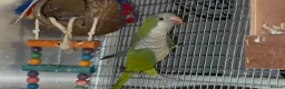 Budgerigars birds for sale: Quaker Parrot  - Advert 2