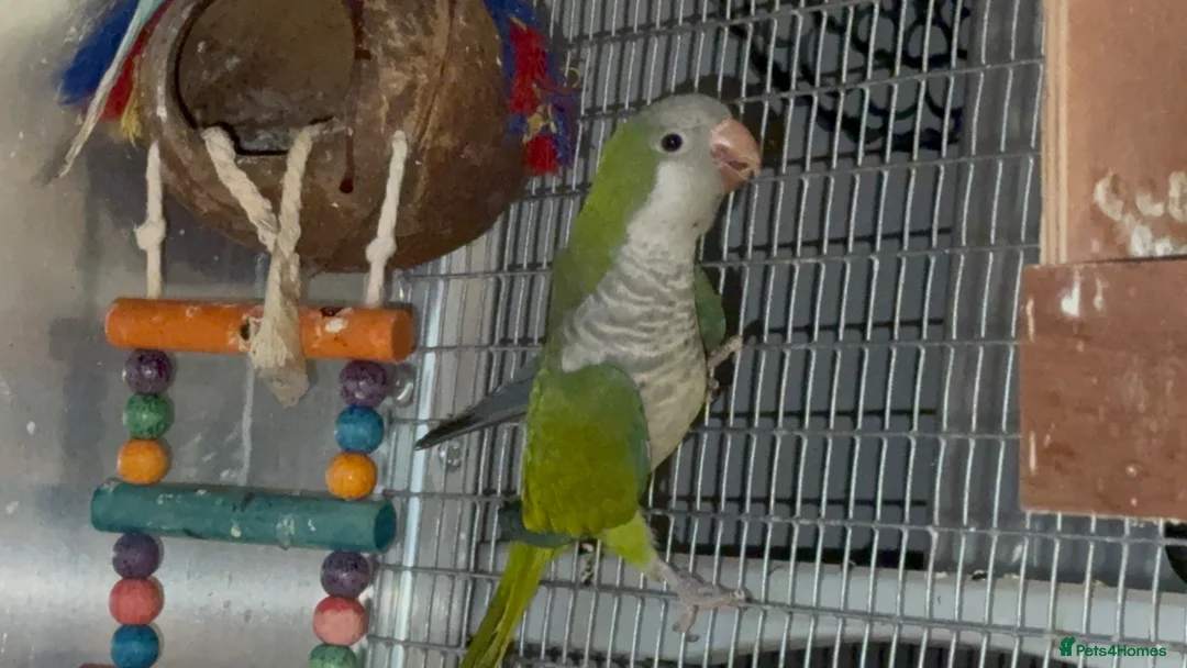 Budgerigars birds for sale: Quaker Parrot  - Advert 2