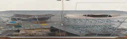 Rat rodents for sale: Rehoming for two male rats  in London - Advert 6