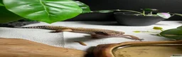 Leopard Gecko reptiles for sale: Leopard Gecko for sale - Advert 8