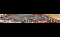 British Shorthair cats for sale: full pedigree british short hair girl  - Image 8
