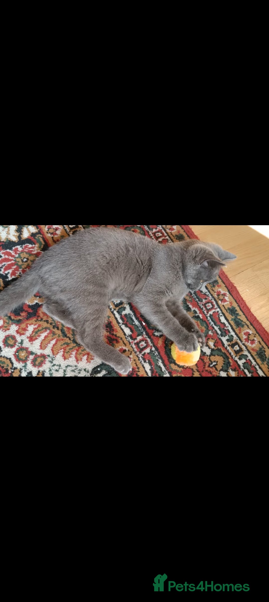 British Shorthair cats for sale: full pedigree british short hair girl  - Image 8