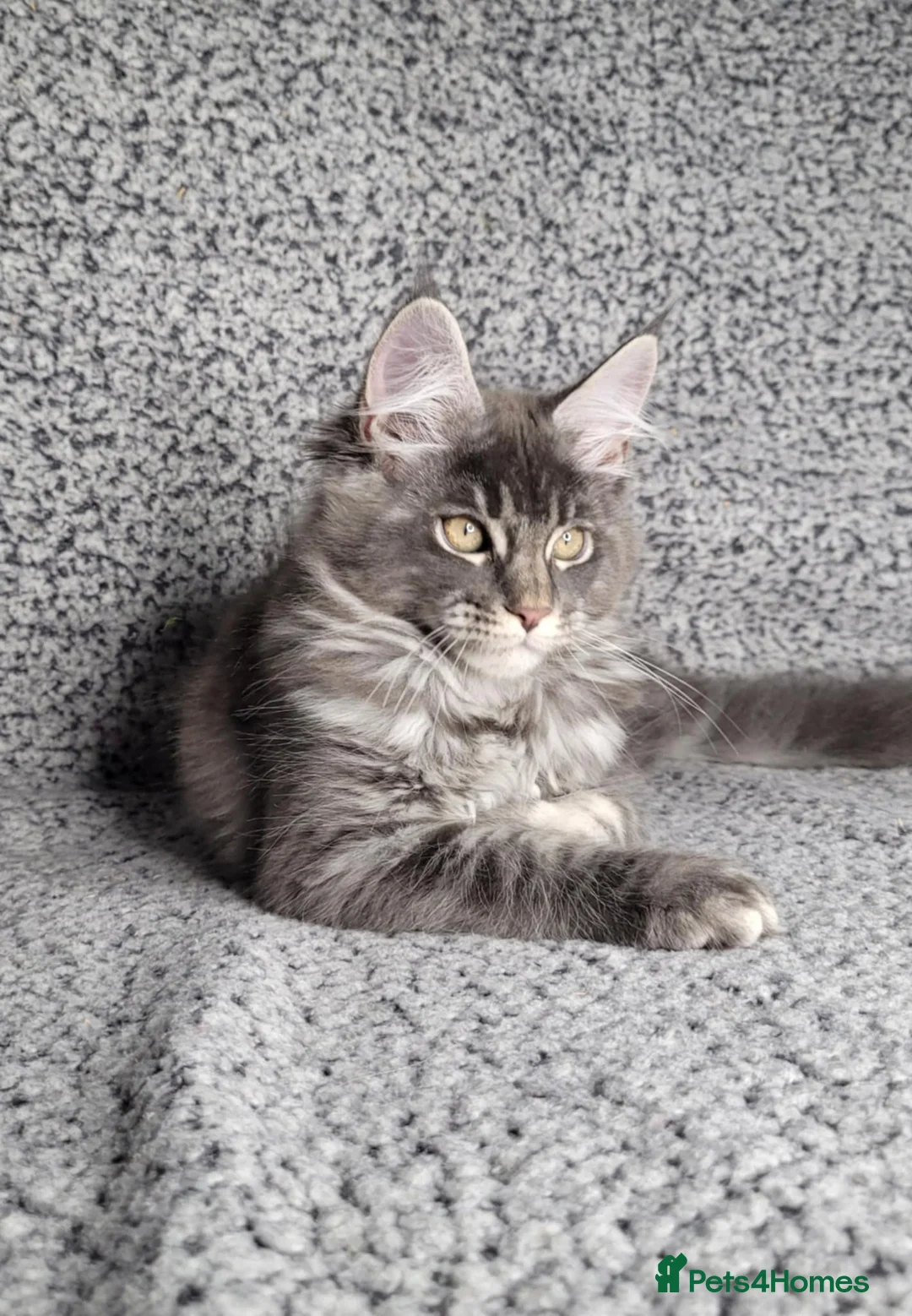 Maine Coon cats for sale: GCCF Registered Maine Coon Boys.  in Wednesbury - Advert 12