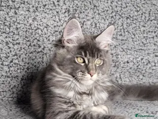 Maine Coon cats GCCF Registered Maine Coon Boys. - Advert 6