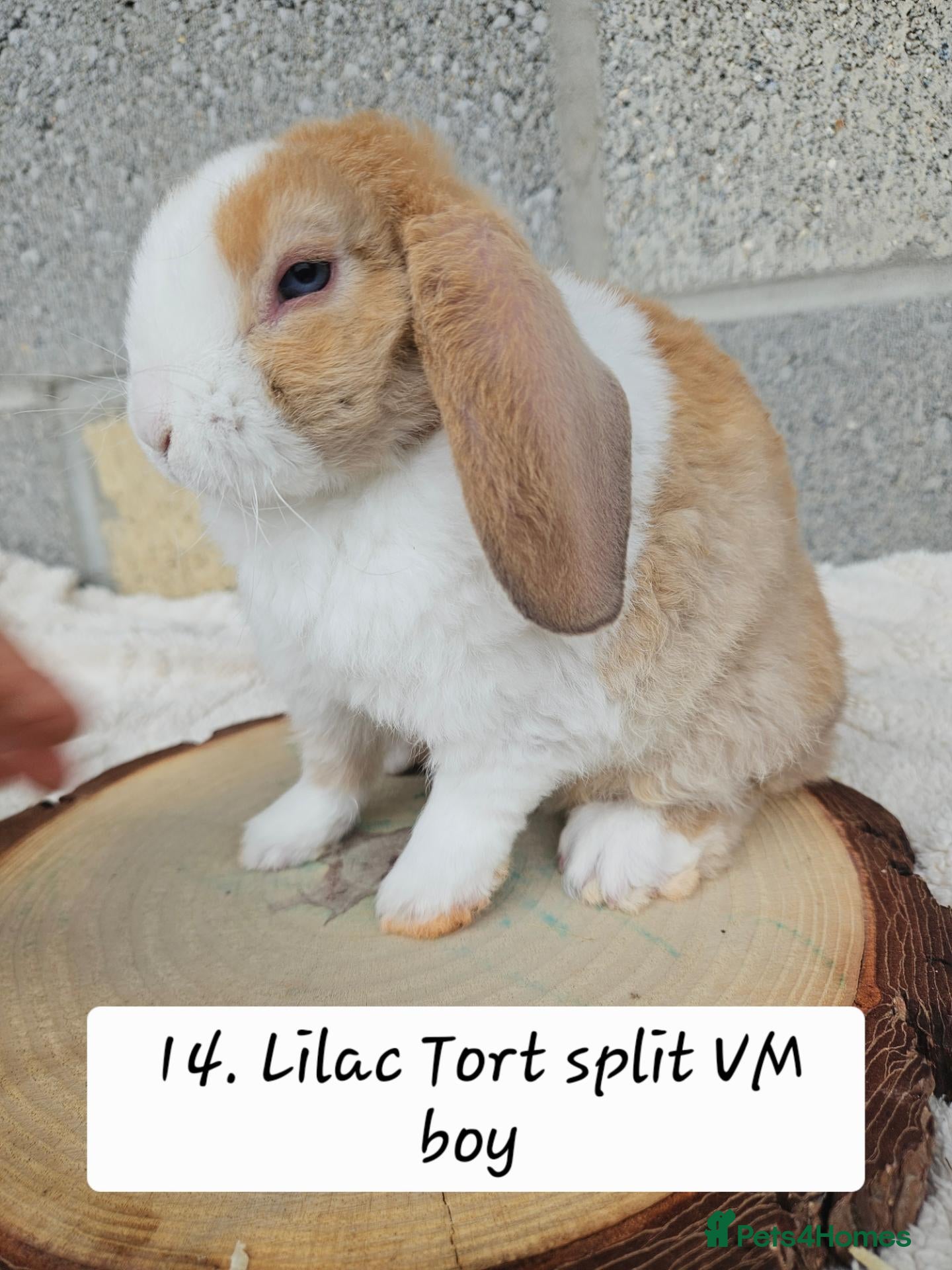 Mini Lop rabbits Ready from 26th Oct Purebred mini plush lops🩵🧸 - Advert 1