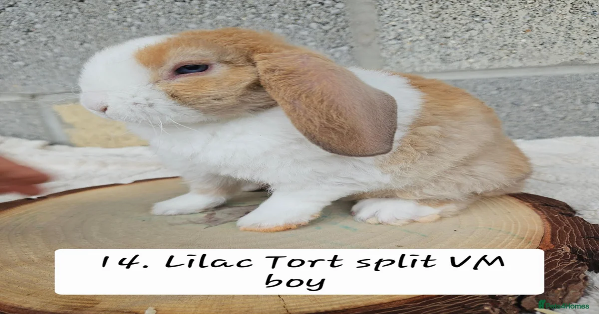 Rabbits for Sale for sale | Pets4Homes