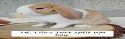 Mini Lop rabbits for sale: Ready from 26th Oct Purebred mini plush lops🩵🧸 - Advert 1