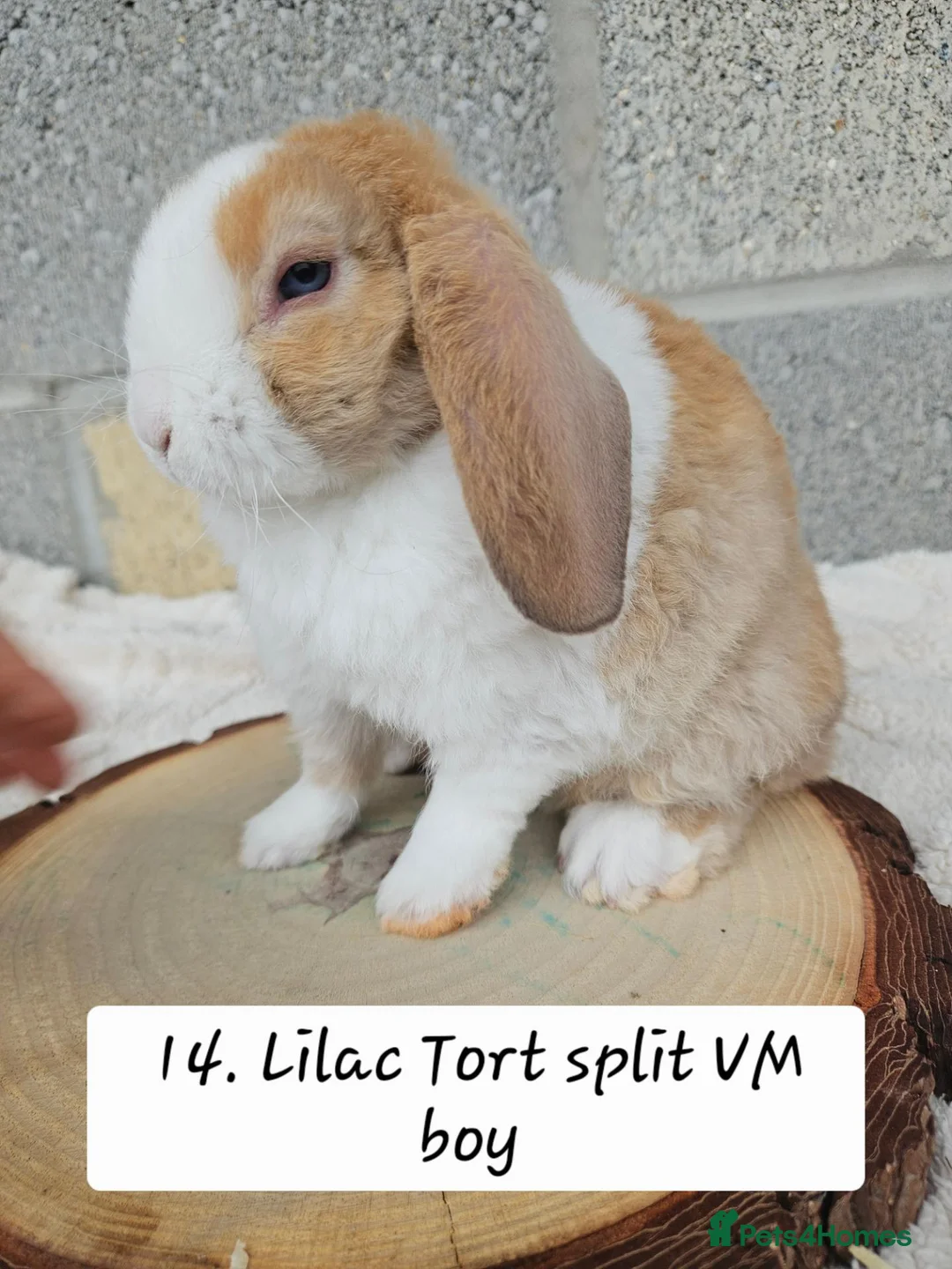 Mini Lop rabbits for sale: Ready from 26th Oct Purebred mini plush lops🩵🧸 - Advert 1
