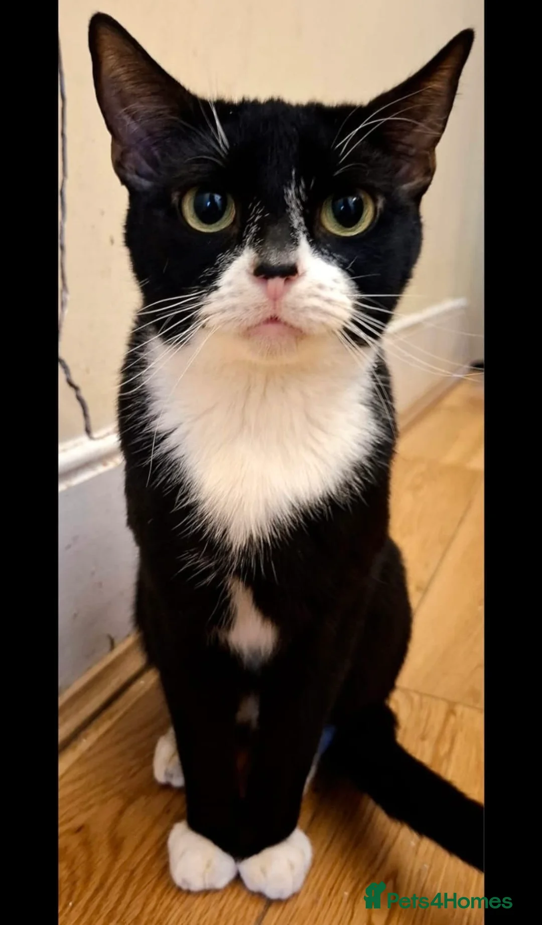 British Shorthair cats for sale: Gentle 5-Month-Old Shy Kitten in London - Advert 2