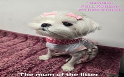 Maltese dogs for sale: FULL KOREAN KC REGISTERED MALTESE PUPIES - Image 15